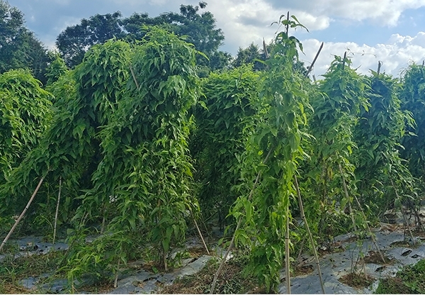 紅花百部高產(chǎn)