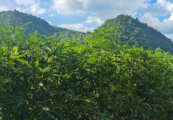 五指毛桃藥材